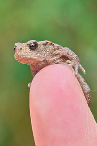 -kleine Kröte-3-.JPG