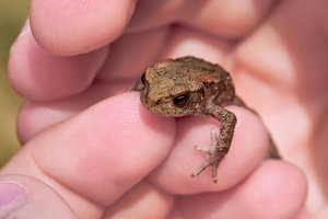 -kleine Kröte-2-.JPG