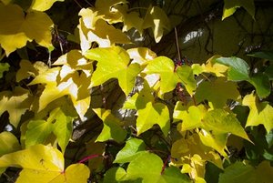 SDIM0444-Silkypix default klein.jpg