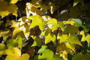 th_SDIM0444-Silkypix default.jpg