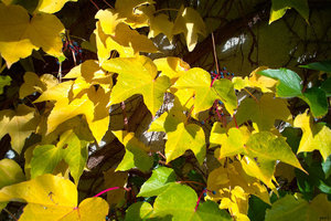 th_SPP3 SDIM0444.jpg