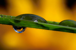 -Sonnenblume2-.JPG -Sonnenblume2-.JPG