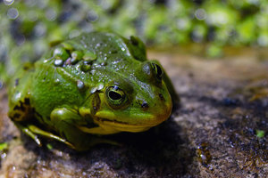 -Teichfrosch-.jpg -Teichfrosch-.jpg