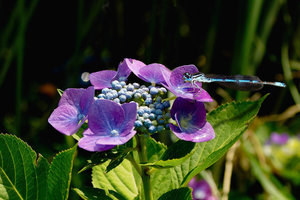 -Hortensie-.JPG -Hortensie-.JPG