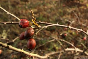 IMG_6321.jpg IMG_6321.jpg