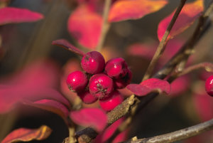 IMG06175.jpg IMG06175.jpg