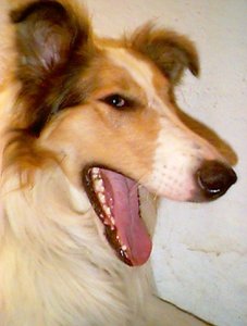 ringo2.JPG ringo2.JPG