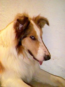 ringo3.JPG ringo3.JPG