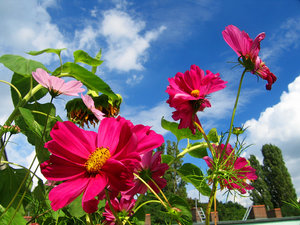 2011_08_31_Balkonleben_Cosmeen_windig_freihand_0007_1024pix.jpg 2011_08_31_Balkonleben_Cosmeen_windig_freihand_0007_1024pix.jpg