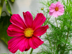 2011_08_31_Balkonleben_Cosmea_0026_1024pix.jpg 2011_08_31_Balkonleben_Cosmea_0026_1024pix.jpg