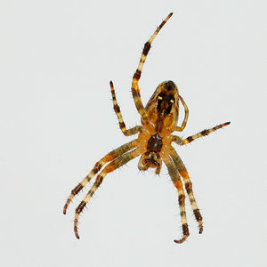 2011_08_31_Balkonleben_Kreuzspinne_Esmeralda_von_unten_0002_768x768pix.jpg 2011_08_31_Balkonleben_Kreuzspinne_Esmeralda_von_unten_0002_768x768pix.jpg