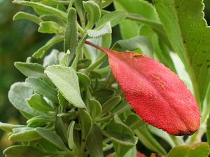 2011_08_31_Balkonleben_White_Sage_Herbstblatt_nah_0031_1024pix.jpg 2011_08_31_Balkonleben_White_Sage_Herbstblatt_nah_0031_1024pix.jpg