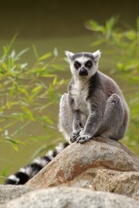 comp_Katta_Chef.jpg comp_Katta_Chef.jpg