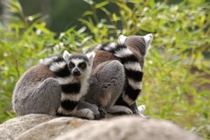 comp_Katta_Schal.jpg comp_Katta_Schal.jpg