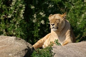 comp_Löwin_Schlaf.jpg comp_Löwin_Schlaf.jpg