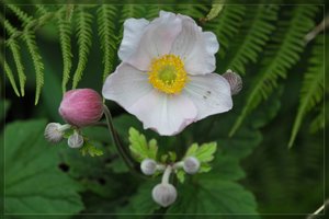 Blume-SD15 - SDIM5861.jpg