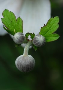 Blume-SD15 - SDIM5864_1.jpg