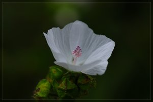 Blume-SD15 - SDIM5849.jpg