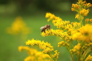 Biene im gelben Blütenmeer..jpg