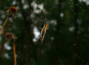 Spinne im Regen.jpg