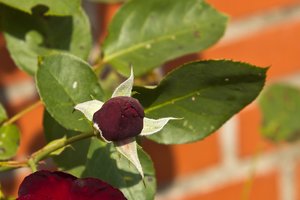 Usertreffen Sept. 2011-411.jpg