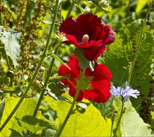 comp_P1010184.jpg comp_P1010184.jpg