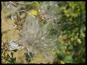 comp_P1010192.jpg comp_P1010192.jpg