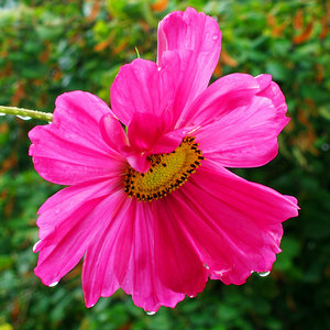 2011_09_05_Balkon_Cosmea_im_Regen_0046_768x768pix.jpg 2011_09_05_Balkon_Cosmea_im_Regen_0046_768x768pix.jpg