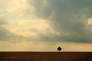 Baum 500 kbEinsamer Baum.jpg