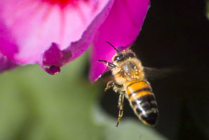 bienchen (1 von 1).jpg