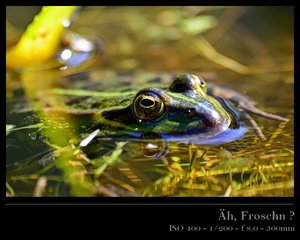 Froschn.jpg