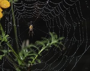 Bilderforum IMG09958 Die spinnt ja wohl (c) PPf.jpg