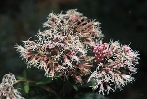 Bilderforum IMG09966_1 (c) PPf.jpg