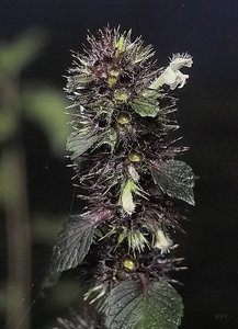 Bilderforum IMG09973_1 (c) PPf.jpg