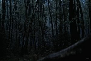 Bilderforum IMG09982_1 (c) PPf.jpg