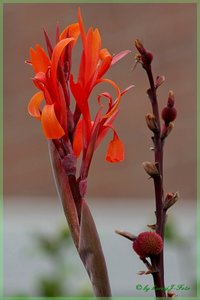 Canna Gro 2.jpg Canna Gro 2.jpg