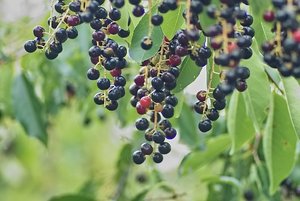 Bilderforum IMG10076 (c) PPf.jpg