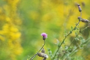 Bilderforum IMG10078 (c) PPf.jpg