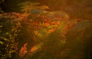 Bilderforum IMG10090 tm (c) PPf.jpg