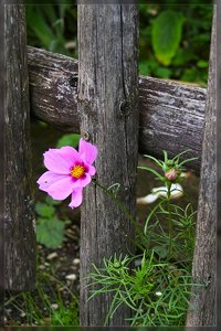 Blumen-SD14 - SDIM2218_1.jpg