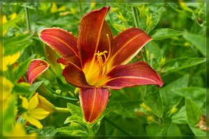 Blumen-SD14 - SDIM2315.jpg