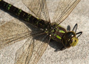 Libelle_70_200_2_Forum.jpg Libelle_70_200_2_Forum.jpg