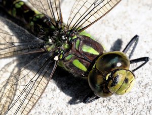 Libelle_70_Forum.jpg Libelle_70_Forum.jpg