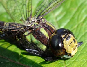 DS1_0220_14bit_Forum.jpg DS1_0220_14bit_Forum.jpg