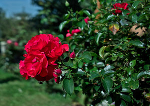 Wildrose.jpg Wildrose.jpg