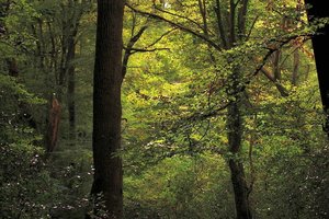 N-Urwälder 500 kbN-Urwald.jpg