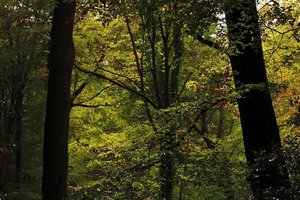 N-Urwälder 500 kbN-Urwald1.jpg