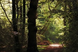 N-Urwälder 500 kbN-Urwald 2.jpg