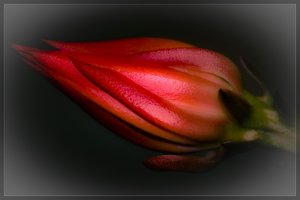 Kakteen-Blüte-Lightroom-Knospe.jpg.jpg
