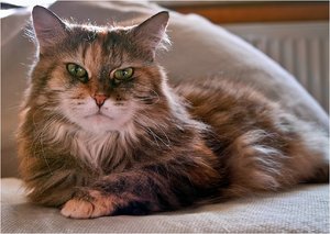 Dame BillyBilly2.jpg